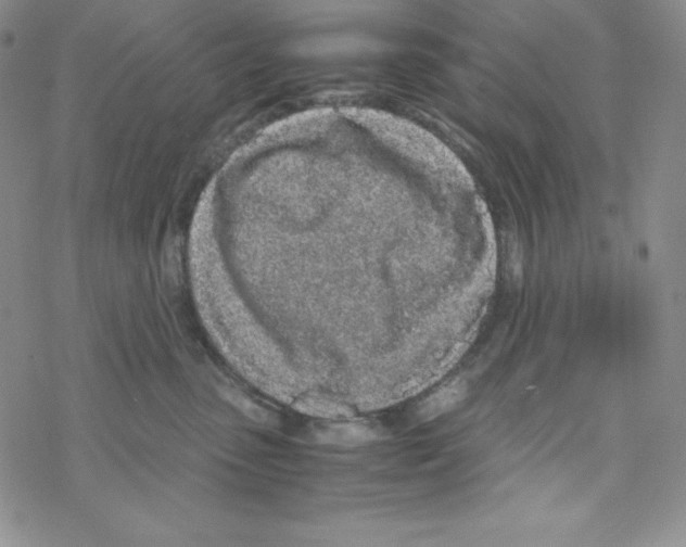 X0000069390475200606091721