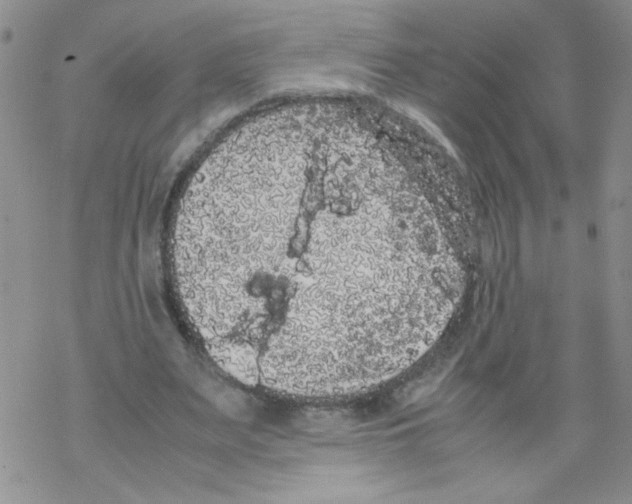 X0000069390487200606091720