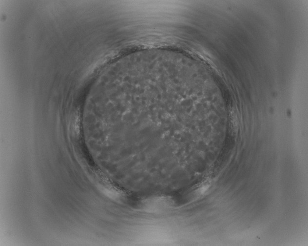 X0000069390499200606091720