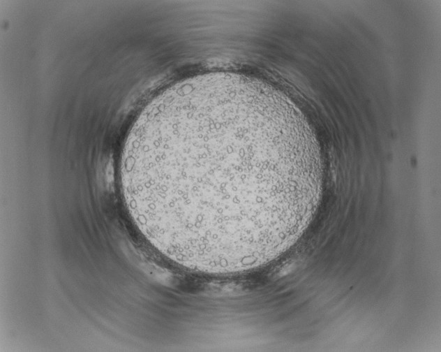 X0000069390502200606091720