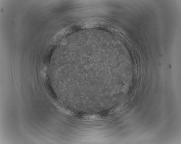 X0000069390503200606091720