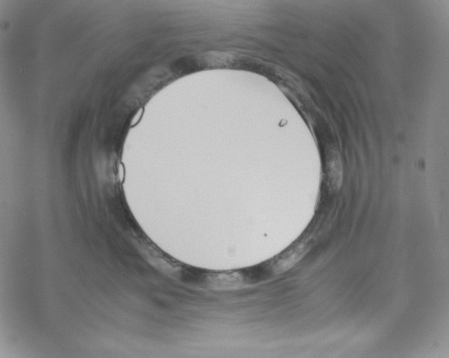 X0000069390525200606091720