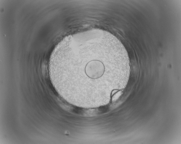 X0000069390527200606091720