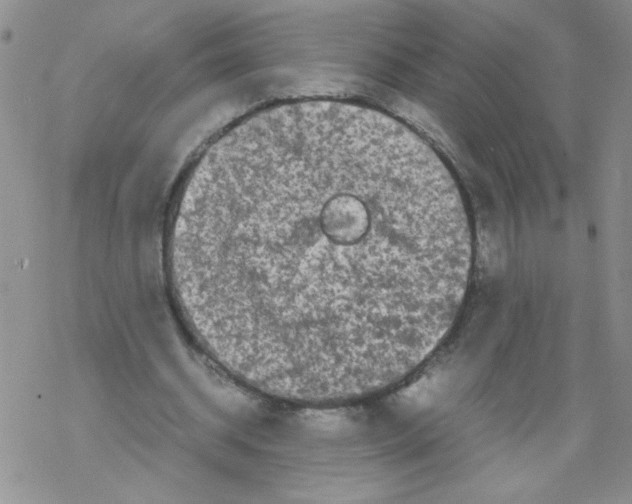 X0000069390534200606091719