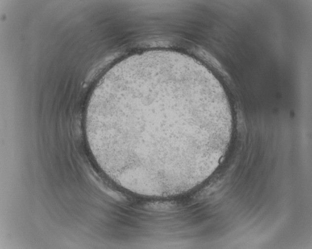 X0000069390537200606091719