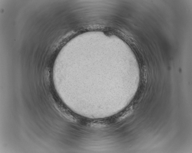 X0000069390550200606091719