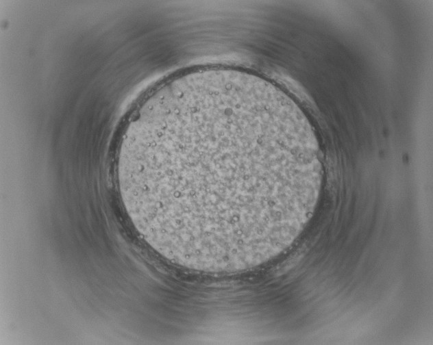 X0000069390628200606091717