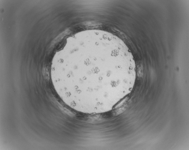 X0000069390666200606091718