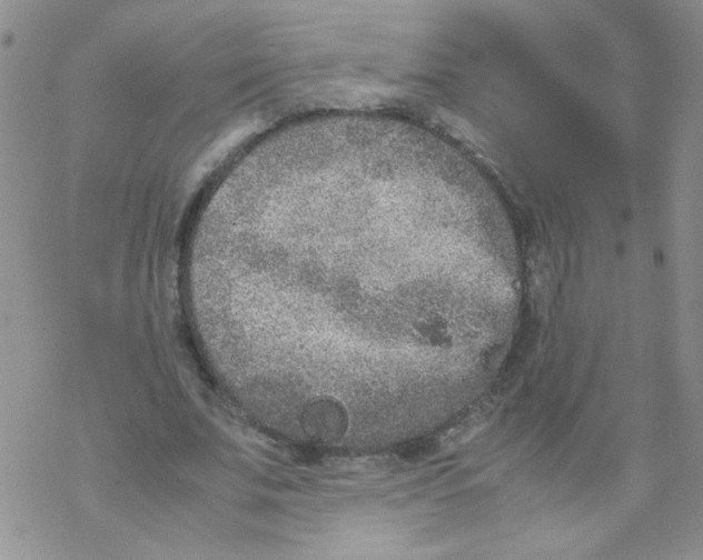 X0000069390679200606091717