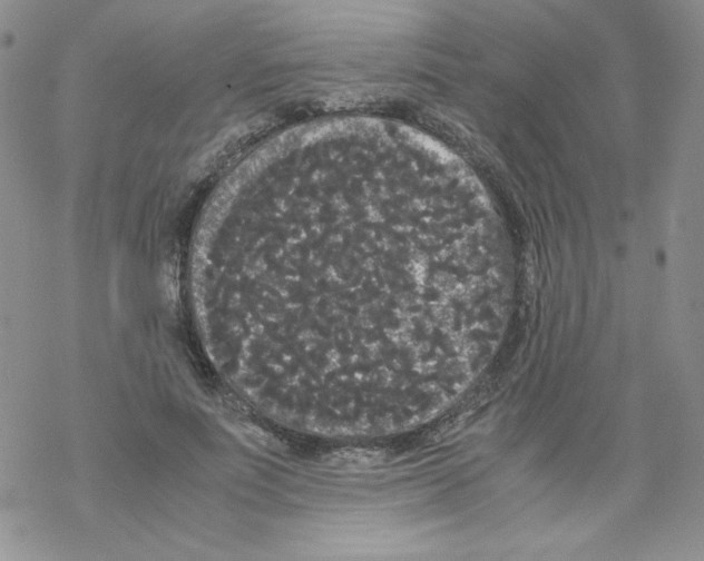 X0000069390691200606091717