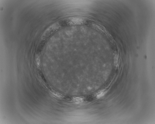 X0000069390701200606091717