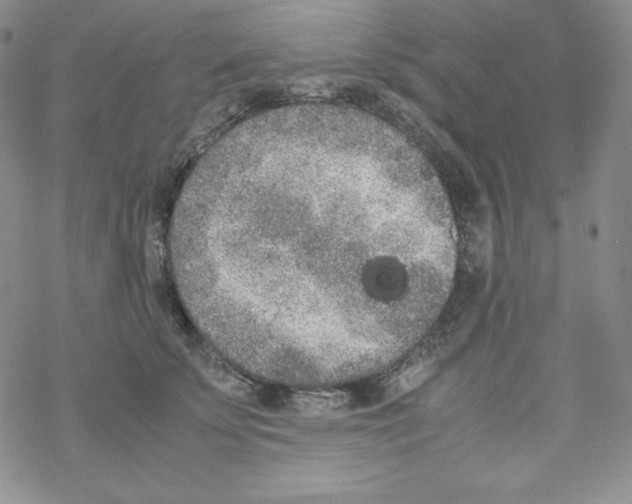 X0000069390707200606091717