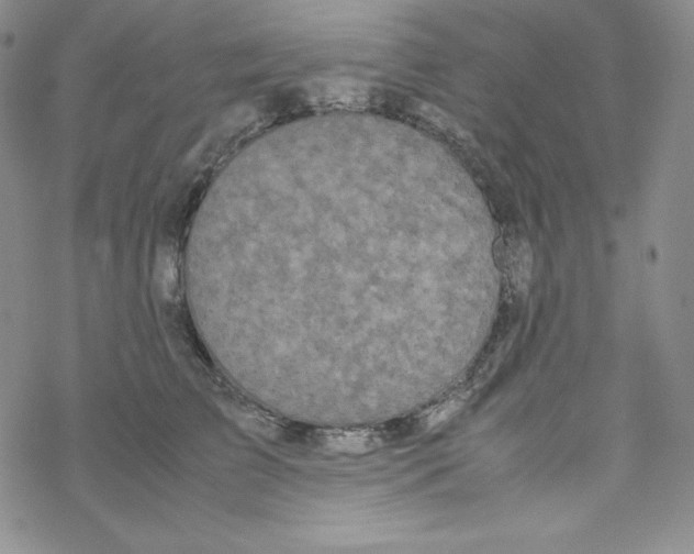 X0000069390709200606091717