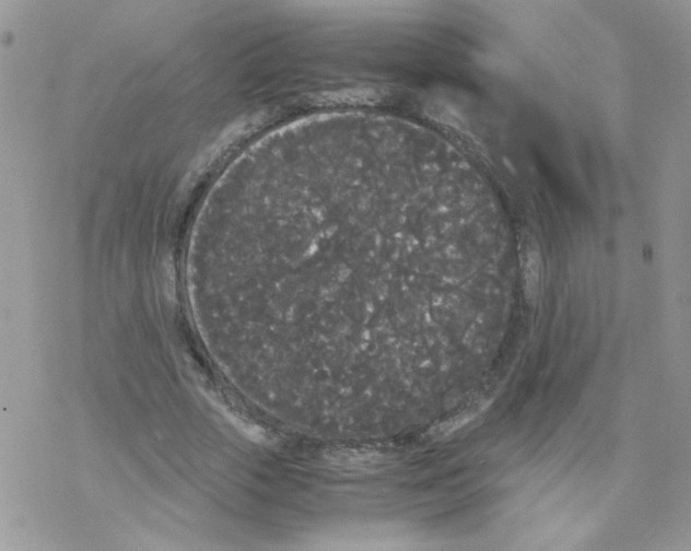 X0000069390729200606091716