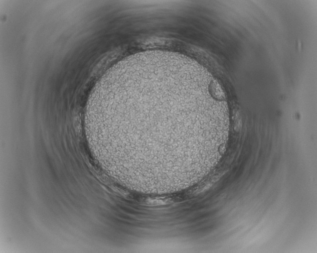 X0000069390753200606091716