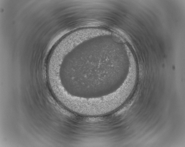 X0000069390835200606091714