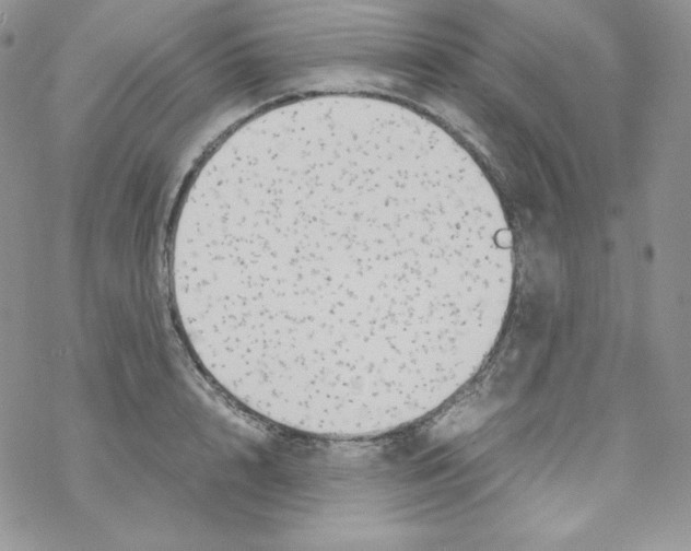 X0000069390848200606091715