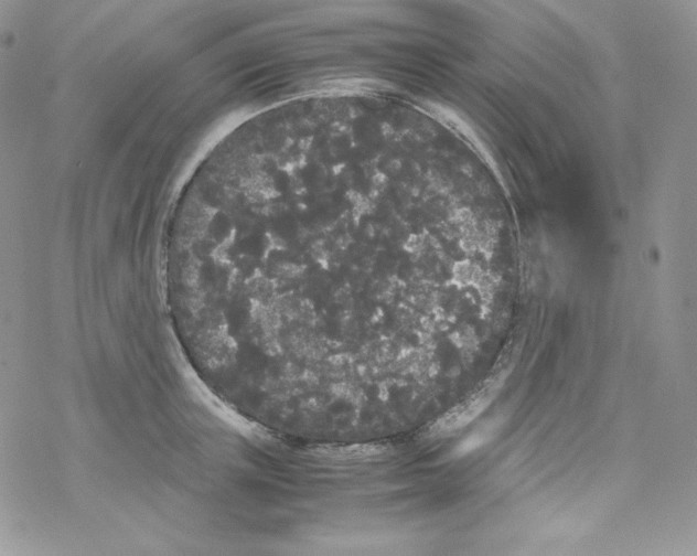 X0000069390851200606091715