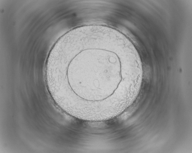 X0000069390856200606091715