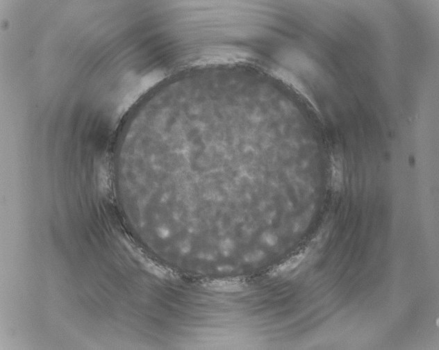 X0000069390874200606091714