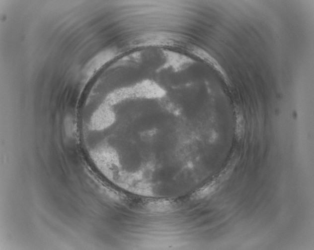 X0000069390882200606091714