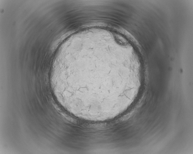 X0000069390937200606091713