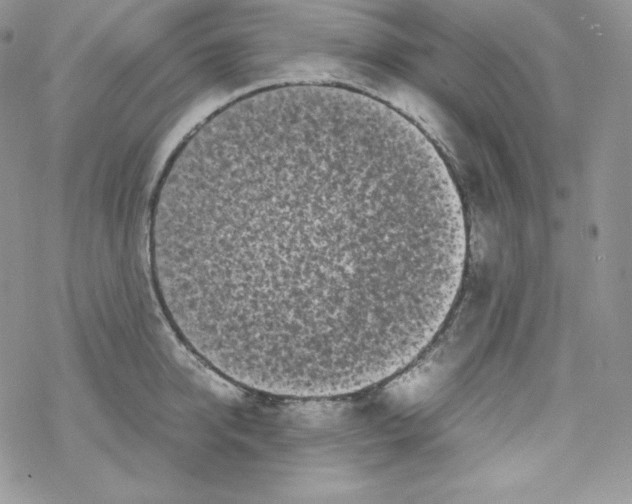 X0000069390950200606091713