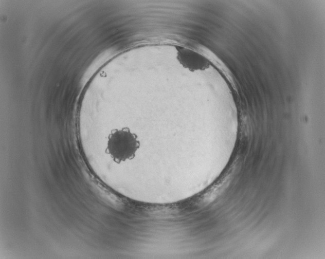 X0000069391002200606091712