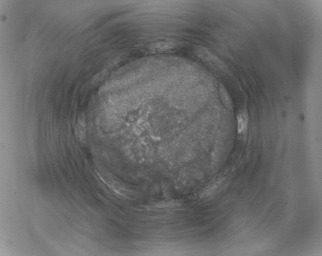 X0000069391011200606091711