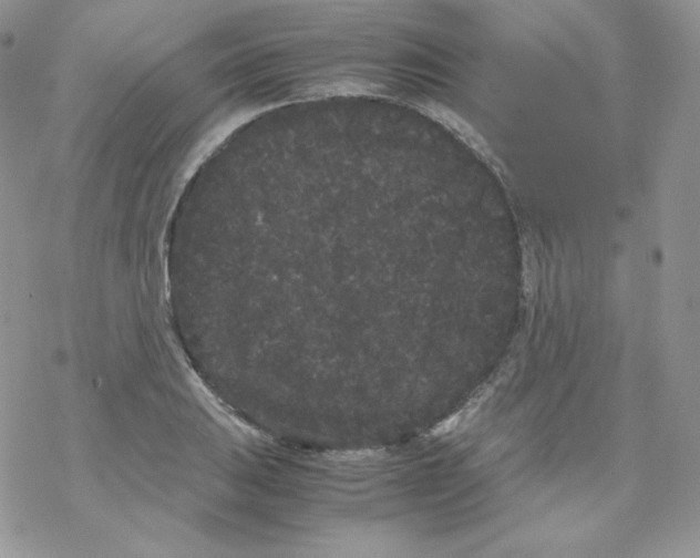 X0000069391031200606091711