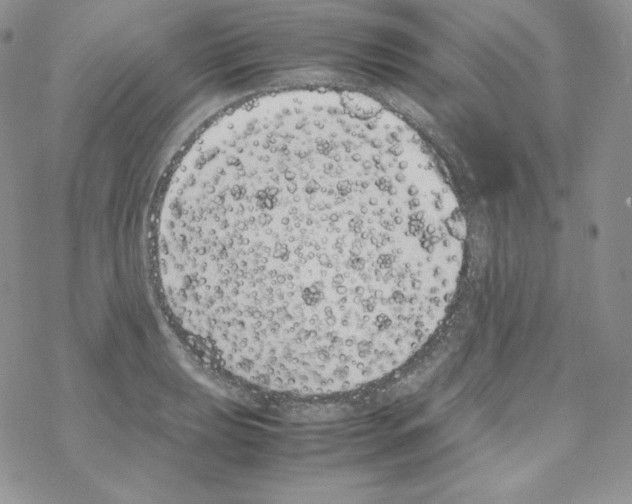 X0000069391039200606091711