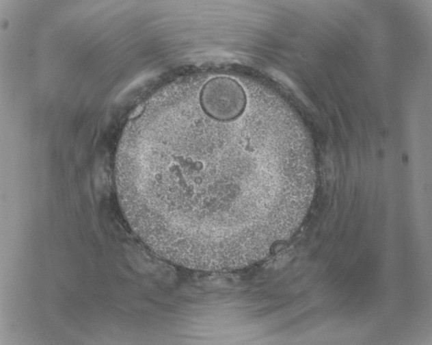 X0000069391063200606091711