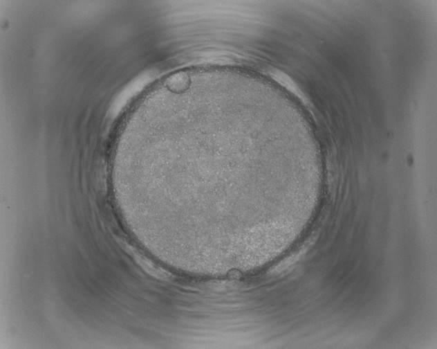 X0000069391067200606091711