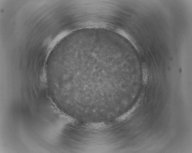 X0000069391074200606091711