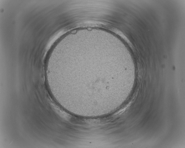 X0000069391075200606091711