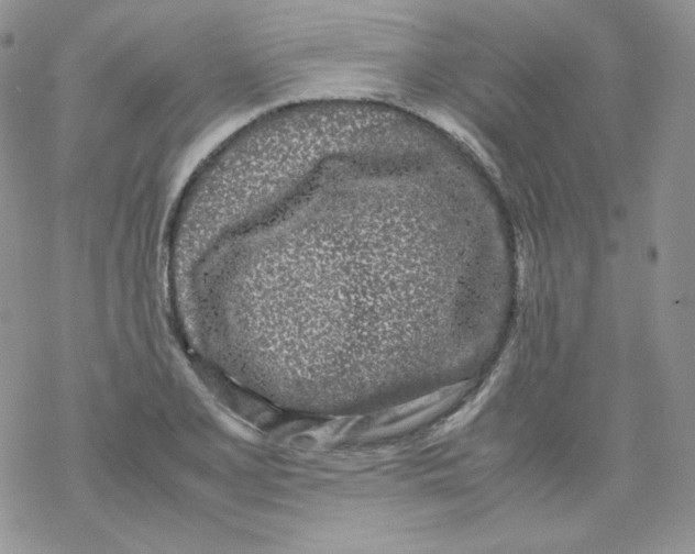 X0000069391077200606091711