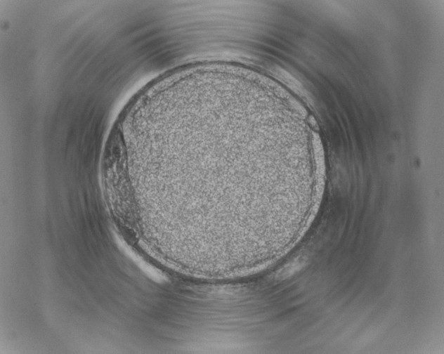 X0000069391084200606091710