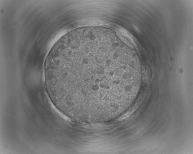 X0000069391095200606091710