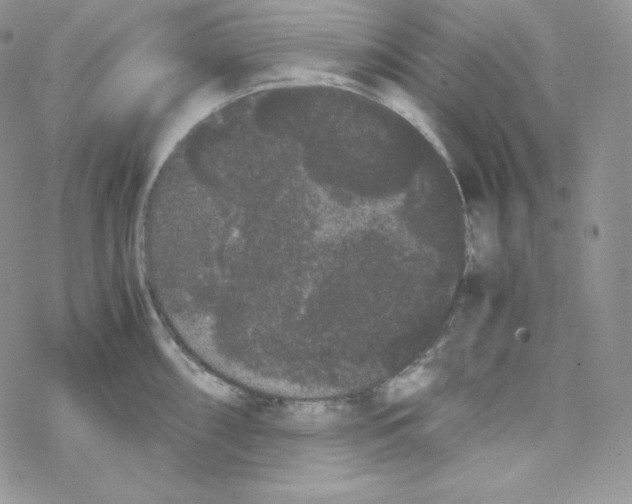 X0000069391098200606091710