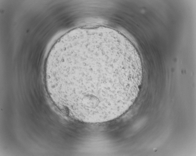 X0000069391104200606091710