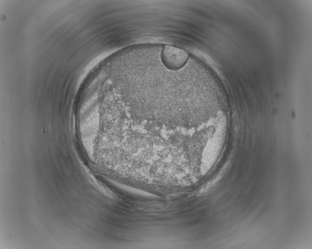 X0000069391125200606091710