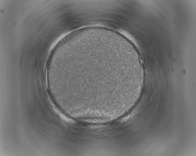 X0000069391127200606091710