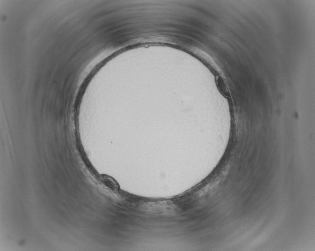 X0000069391133200606091710