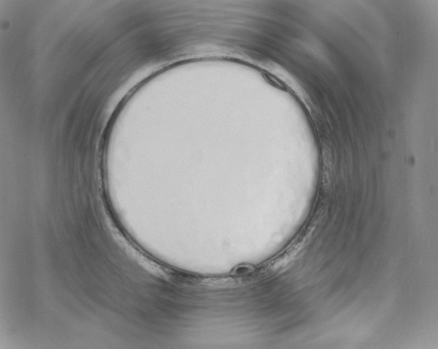 X0000069391142200606091710