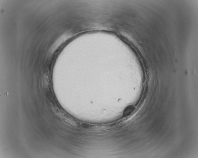 X0000069391163200606091709