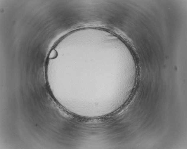 X0000069391174200606091709