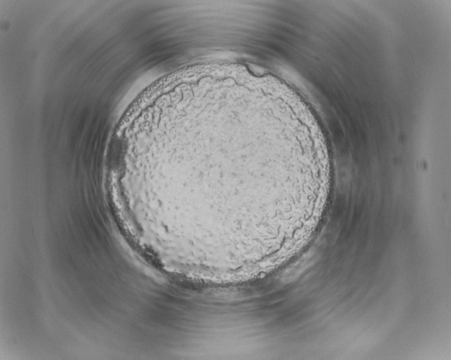 X0000069391194200606091709