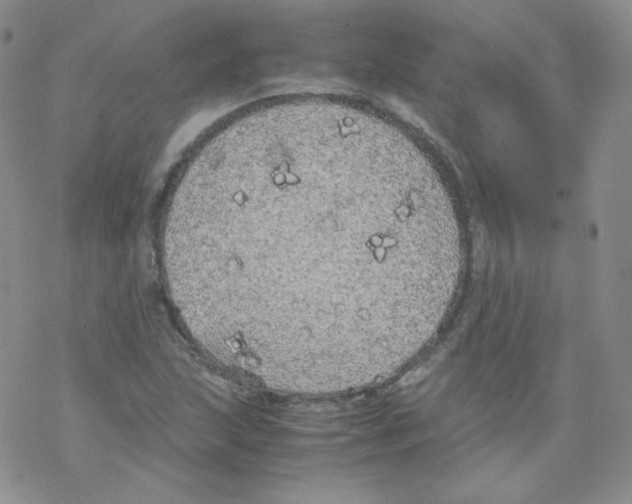 X0000069391215200606091708