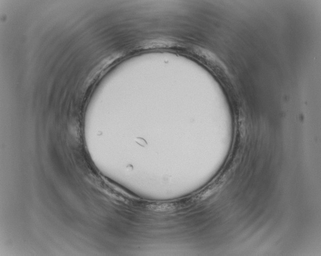 X0000069391217200606091708