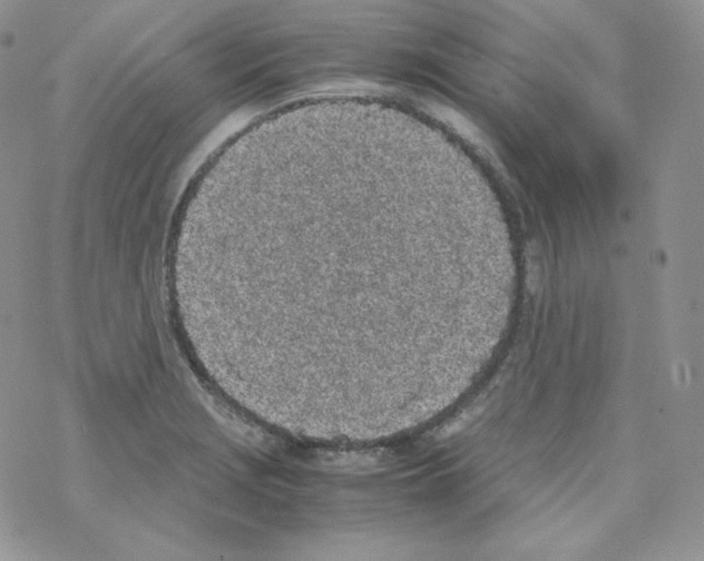 X0000069391229200606091708